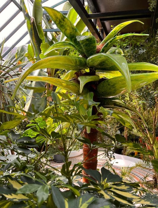 P3 Glassart: Das gläserne Königreich im Herzen Österreichs 4 Palme aus Glas im Glashaus
