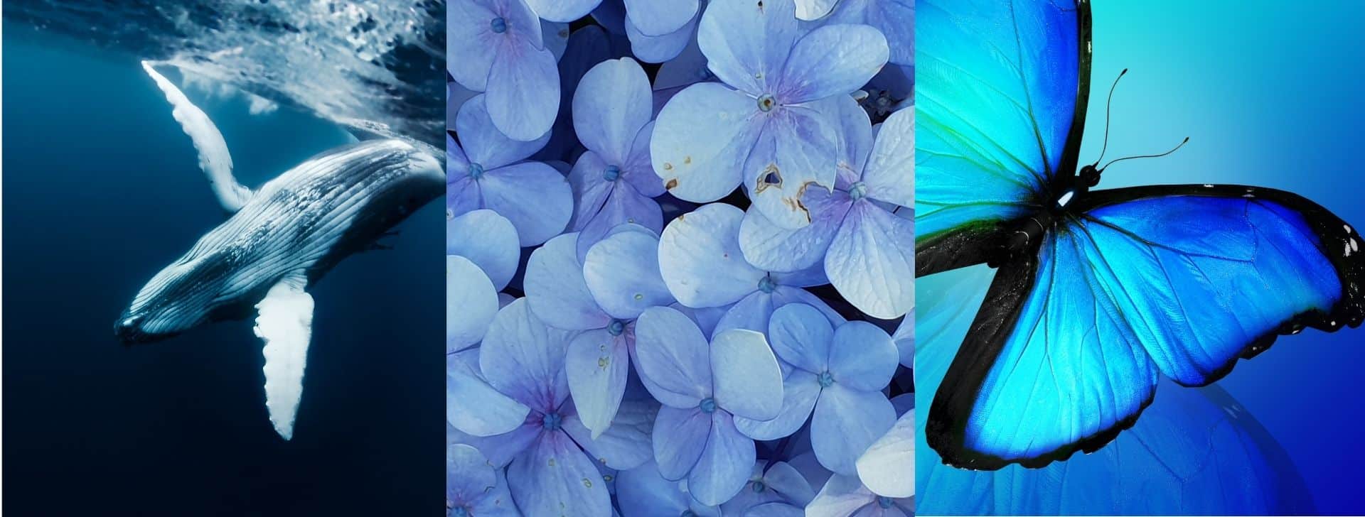 3 blaube Bilder, 1x ein Wal im Wasser, hellblaue Blütenblätter, ein blauer Schmetterling