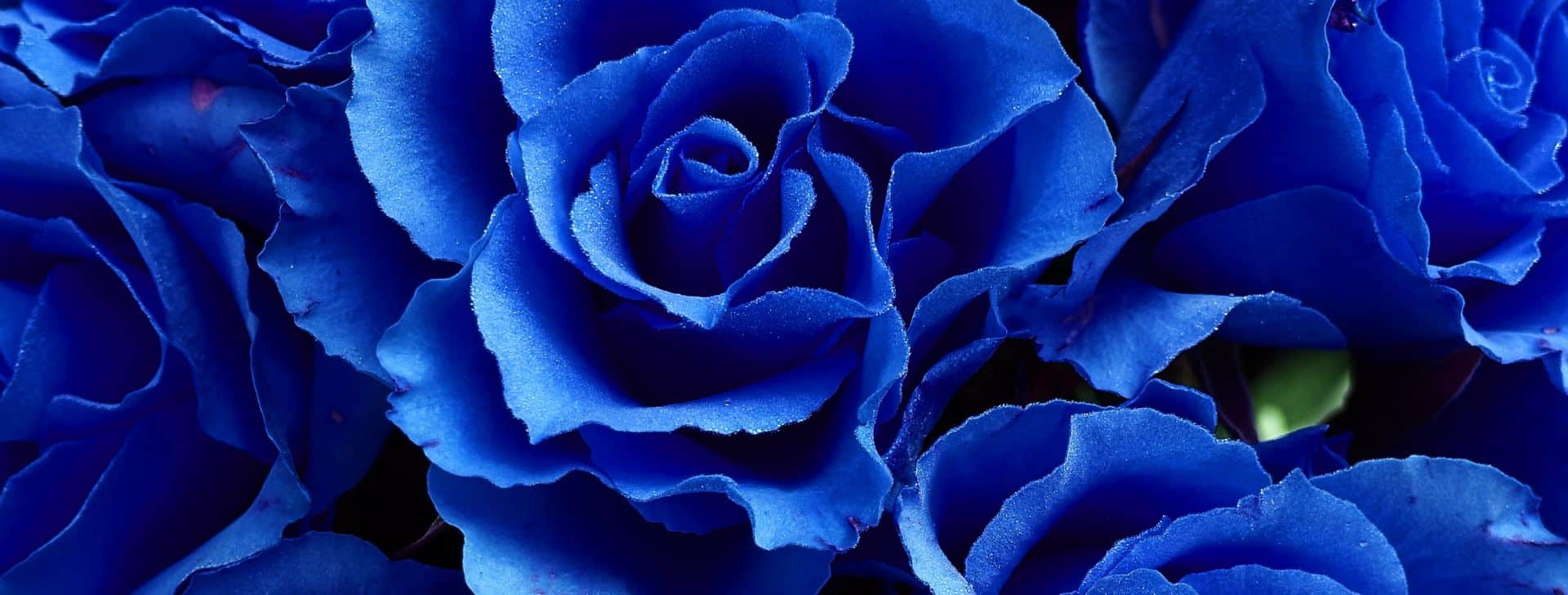 Blaue Rosenblätter