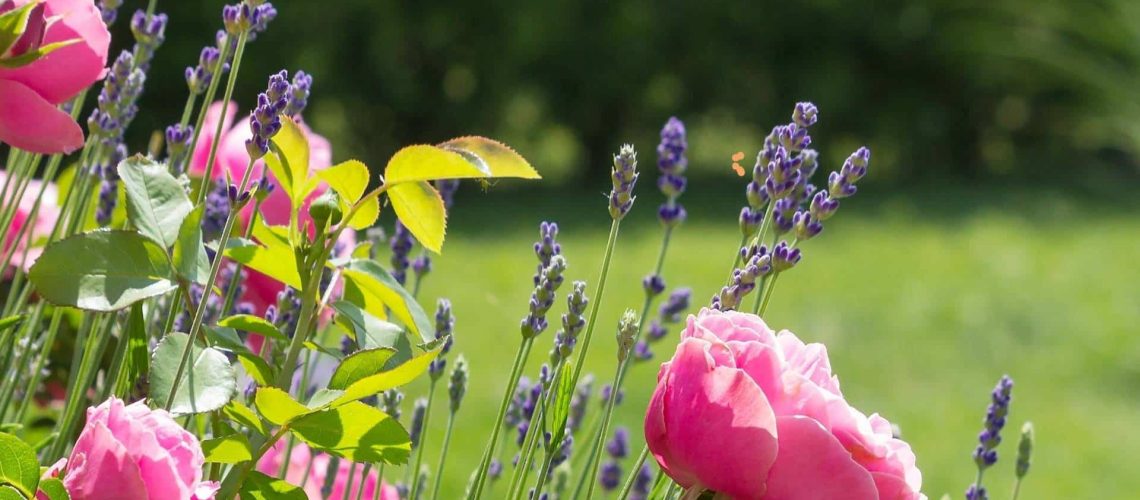 Gartenbild mit rosa Rose und Lavendel